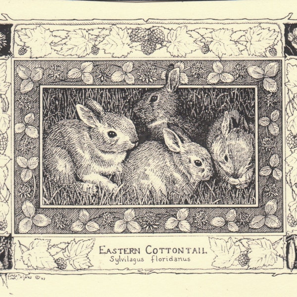 Eastern Cottontail Bunnies- This 6-pack of cards with matching envelopes feature a beautiful pen drawing of bunnies by Linda DeVona.
