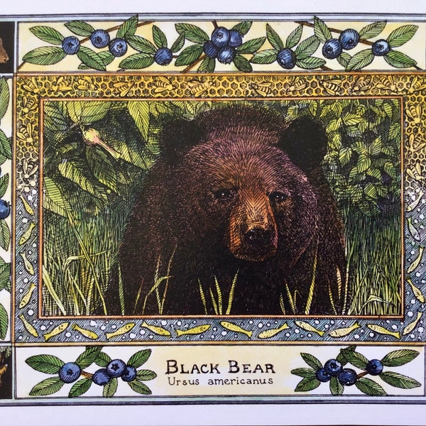 Black Bear (Ursus americanus) set of 4 color postcards on 80# cardstock drawn by LC DeVona