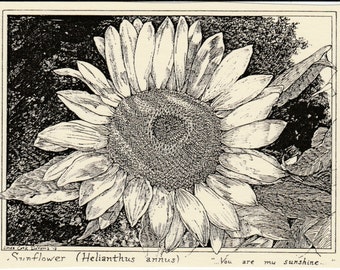 Sunflower "you are my sunshine": 6-pack of blank, ivory notecards with envelopes of a sunflower illustration by Afton artist, LC DeVona