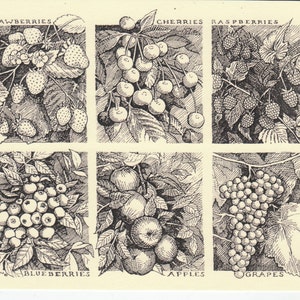 Fresh Fruits! This 6-pack of cards features drawings of fresh fruits: Strawberries, Cherries, Raspberries, Blueberries, Apples and Grapes