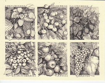 Fresh Fruits! This 6-pack of cards features drawings of fresh fruits: Strawberries, Cherries, Raspberries, Blueberries, Apples and Grapes