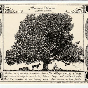 American Chestnut Tree and poem-This 6-pack of blank, ivory notecards w envelopes features a drawing of an American Chestnut tree w poem