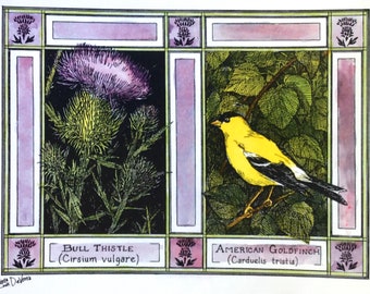 American Goldfinch and Bull Thistle -set of 4 color postcards on #80 white cardstock drawn by LC DeVona