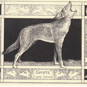Coyote (Canis latrans)-This 6-pack of blank, ivory cards w/envelopes drawn by Linda Cook DeVona features a pen-and-ink drawing of a Coyote