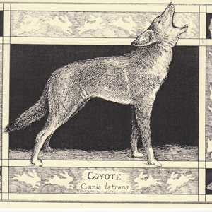 Coyote (Canis latrans)-This 6-pack of blank, ivory cards w/envelopes drawn by Linda Cook DeVona features a pen-and-ink drawing of a Coyote