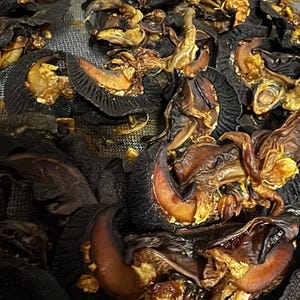 Oven Dried Snails (5pcs) - Well Dried