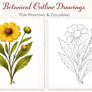 May include: Two botanical drawings side-by-side. The left image is a watercolor painting of a yellow flower with green leaves and buds. The right image is a black and white outline of the same flower. Text at the top reads "Botanical Outline Drawings For Painting & Coloring."