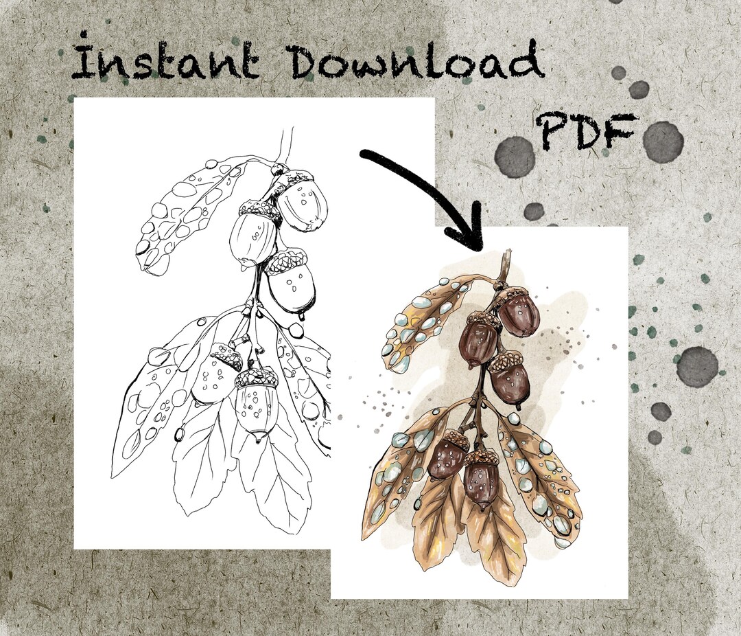 Acorn Process.pdf Oak Acorn Branch Coloring Page PDF A4 A3 - Etsy