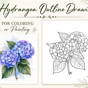 Op de afbeelding: Een afbeelding met een aquarel schilderij en een lijntekening van hortensia bloemen. Het aquarel schilderij toont blauwe en paarse bloemen met groene bladeren. De lijntekening is in zwart en wit. Tekst luidt "Hydrangea Outline Drawing" en "For Coloring or Painting."