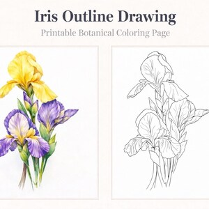 May include: Watercolor illustration of irises, featuring yellow and purple blooms with green stems. Next to it is a black and white outline drawing of irises. The text at the top reads "Iris Outline Drawing" and "Printable Botanical Coloring Page".