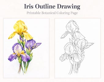 Iris Outline Drawing: Botanical Line Art Coloring Page (Digital Download)
