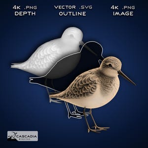 Playero - Imagen PNG 4K grabada con láser, mapa de profundidad, archivo de corte de contorno exacto, ilusión 3D - Animal, vida salvaje, naturaleza, océano, playa, ave 1555