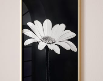 Minimalist Daisy Flower Print, Digital Download Printable Wall Art, Floral Fine Art Poster, Neutral Botanical Home Decor, Nature Photography