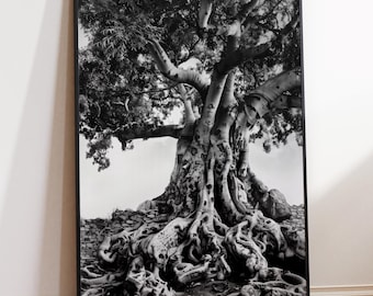 Op de afbeelding: Zwart-witfoto van een grote boom met dikke wortels en takken. De boom is scherp, terwijl de achtergrond wazig is.