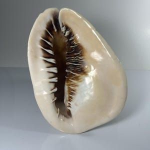 Pode incluir: Uma concha grande, branca perolada com um acabamento brilhante. O interior apresenta um padrão castanho escuro e branco. A abertura da concha revela uma superfície texturizada. A forma geral é alongada e curva, com um exterior liso.