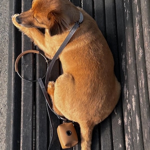 May include: A light brown dog resting on a wooden bench, wearing a gray collar and leash. A matching brown bag for waste disposal is attached to the leash. The dog is curled up, with its eyes closed.