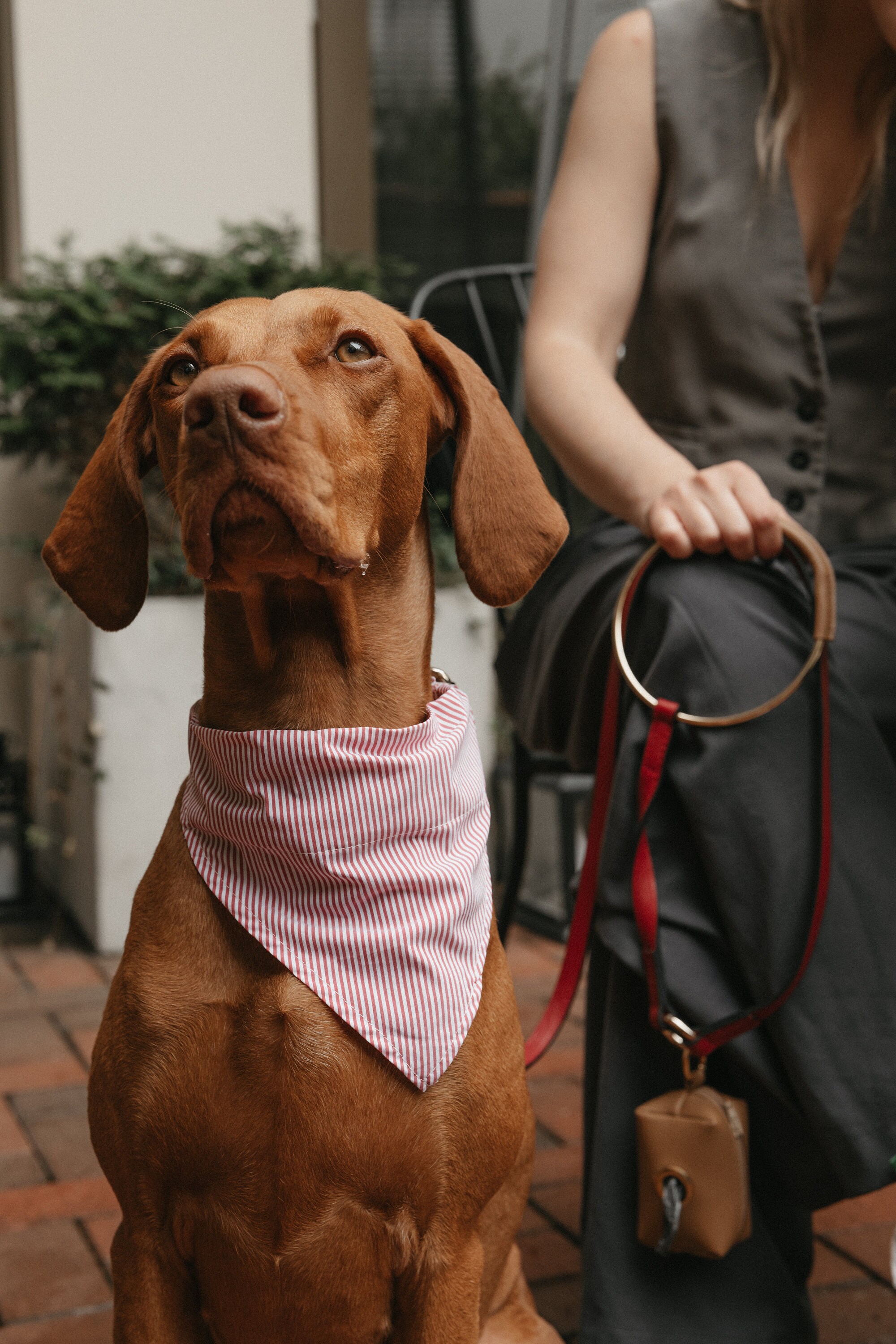 Chic dog accessories hot sale