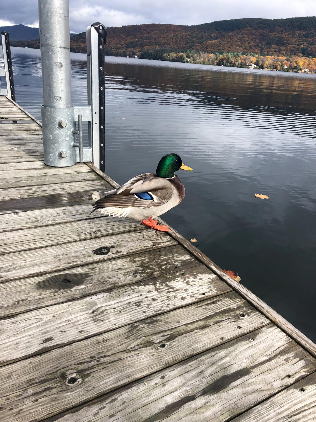 Mallard Duck Photograph on Lake Autumn Fall Nature Beautiful Duckie ...