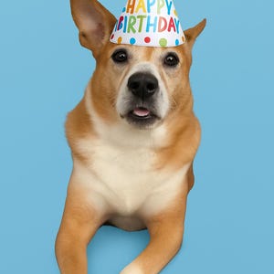 Impression d'art numérique chien mignon portant chapeau d'anniversaire - Illustration d'animal de compagnie lunatique pour enfants, enseignants, amoureux des animaux - décoration murale imprimable