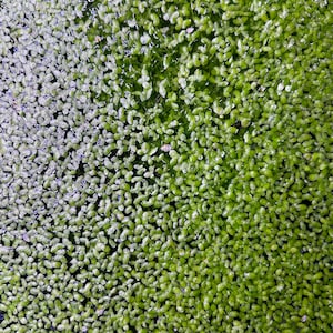 Duckweed (Lemna Minor)