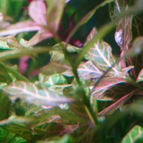 Hygrophila Polysperma 'Sunset' – Live Aquarium Plant | Easy Fast-Growing Freshwater Stem Plant | Red & Pink Aquascape Plant