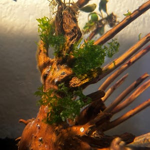 Subwassertang – A Unique Live Aquarium Plant
