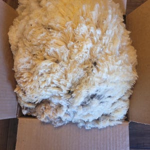May include: A large, fluffy mass of raw wool, in shades of cream and tan, fills a cardboard box. The wool appears to be unprocessed, with a dense, textured appearance. Some darker spots are visible.