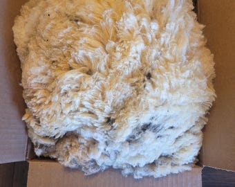 WOOL- raw unwashed Tunis/Dorset wool- 2 lbs