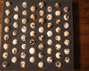 55+ Jumbo White Quail Eggs- FREE SHIPPING