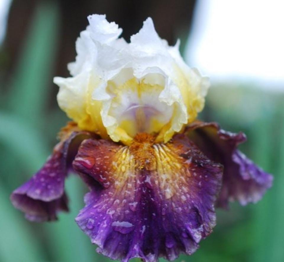 Bearded Iris “Trumped”   Standards white, saffron yellow base; style arms light blue-white, strong feathered saffron.