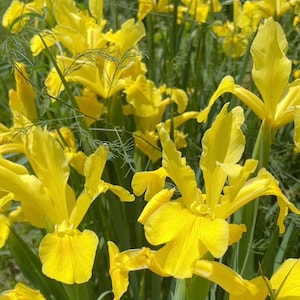 May include: A vibrant field of bright yellow iris flowers in full bloom. The petals are a rich, sunny yellow with delicate veining, set against a backdrop of green foliage. The flowers are in various stages of bloom, creating a lively and natural scene.
