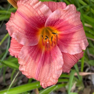 Rosy Returns Daylily: 5 Fragrant Reblooming Light Pink Flowers. Includes shipping