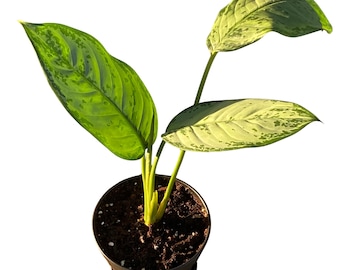 May include: A potted Aglaonema plant featuring three elongated, pointed leaves with variegated patterns of dark green, light green, and creamy white. The plant is rooted in dark brown potting soil contained within a simple black plastic nursery pot.