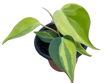 philodendron pink princess vs pink princess marble Philodendron Pink Princess Marble 4