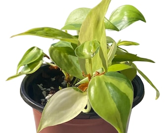 May include: A Philodendron Brasil plant in a brown plastic pot. The plant features heart-shaped leaves with variegated patterns of bright lime green, dark forest green, and creamy white. The soil surface is visible with small white perlite particles.