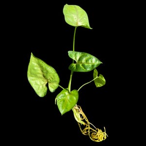 Syngonium with Red Veins (Bareroot) – Easy Care Arrowhead Vine for Indoor Tropical Greenery