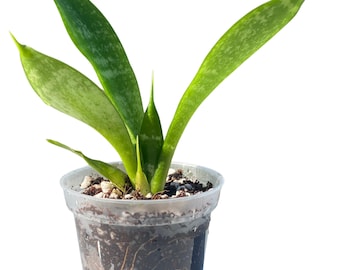 Variegated Sansevieria Live Plant: Rooted Snake Plant Indoor Houseplant in 3-Inch Pot