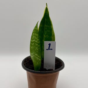 May include: A potted snake plant with two upright, green leaves with yellow edges and a white tag labeled "1". The plant is in a brown plastic pot, set against a white background. The leaves have a distinctive pattern.