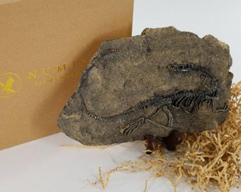 Replikat VELOCKIRAPTOR Dinosaurier Fossil Komplettes Skelett mit Ständer in Geschenk Box