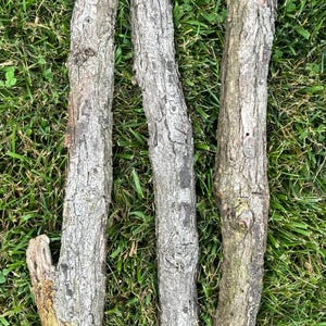 May include: Three pieces of grey bark, each with a slightly different shape and texture, are arranged vertically on a bed of green grass.