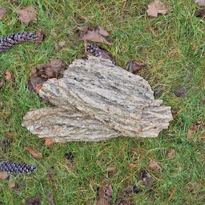 May include: A piece of weathered, grey bark with a rough, textured surface. The bark is lying on a bed of green grass with brown leaves scattered around it.