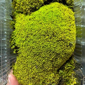 May include: A close-up of a container of preserved moss. The moss is a vibrant green colour and appears to be in a variety of textures.