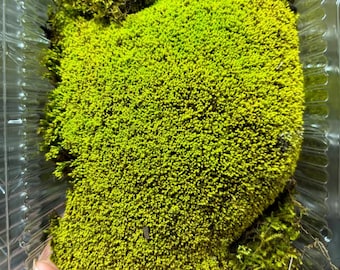 Assorted Live Moss, Forest Floor Moss for Bioactive Enclosure