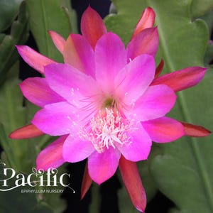 Epiphyllum plant - Perfidia