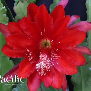Epiphyllum plant - Bold Redemption