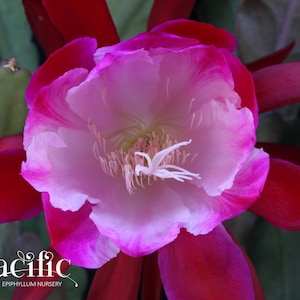 Epiphyllum plant - Luminous