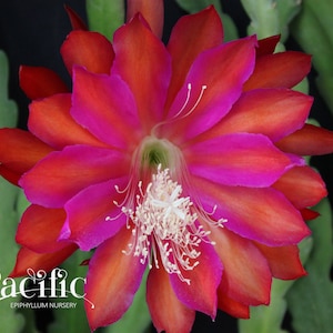 Epiphyllum plant - Bandolero