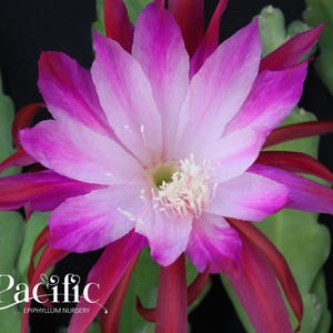 Epiphyllum plant - You&#39;re The One