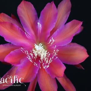 Epiphyllum plant - Magic Carpet