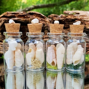 May include: Four small glass bottles with cork tops filled with white seashells. The bottles are arranged in a row on a wooden surface with a green background.